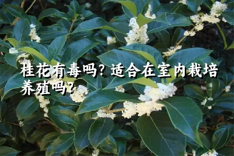 桂花有毒吗？适合在室内栽培养殖吗？