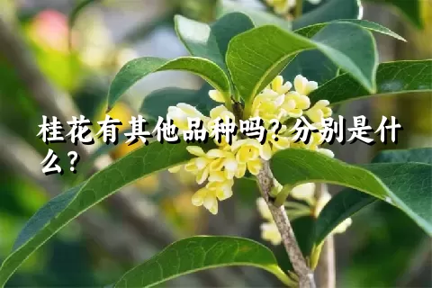 桂花有其他品种吗？分别是什么？