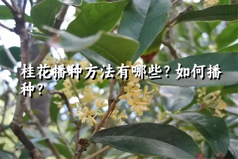 桂花播种方法有哪些？如何播种？