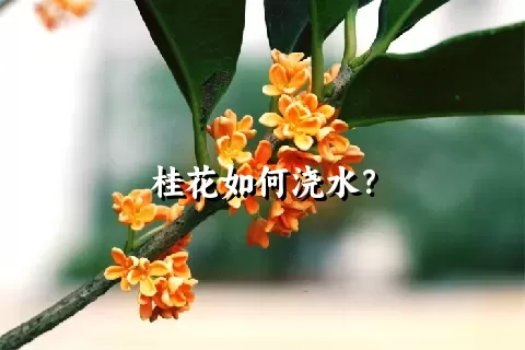 桂花如何浇水？