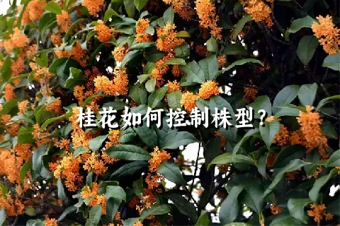 桂花如何控制株型？