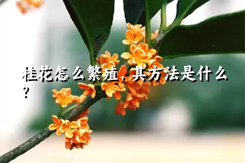 桂花怎么繁殖，其方法是什么？