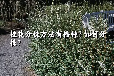 桂花分株方法有播种？如何分株？