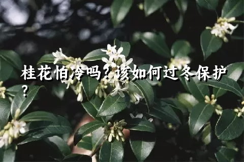 桂花怕冷吗？该如何过冬保护？