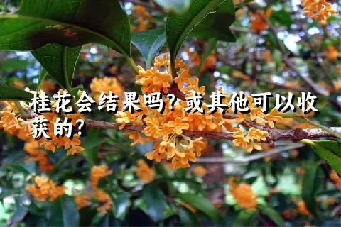 桂花会结果吗？或其他可以收获的？