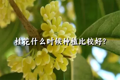 桂花什么时候种植比较好？