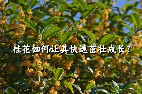 桂花如何让其快速茁壮成长？