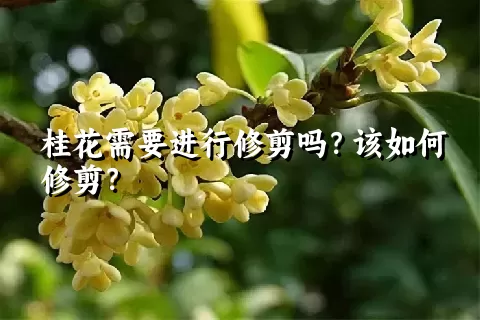 桂花需要进行修剪吗？该如何修剪？