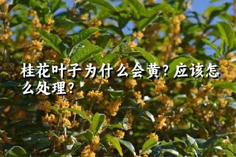 桂花叶子为什么会黄？应该怎么处理？