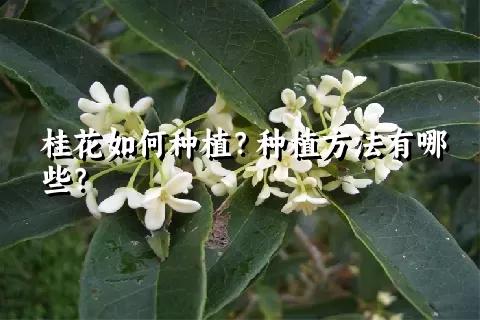 桂花如何种植？种植方法有哪些？