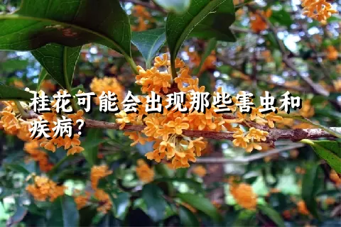 桂花可能会出现那些害虫和疾病？