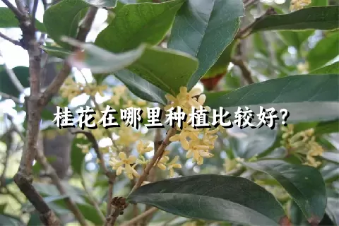 桂花在哪里种植比较好？