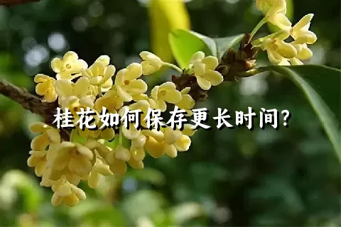 桂花如何保存更长时间？