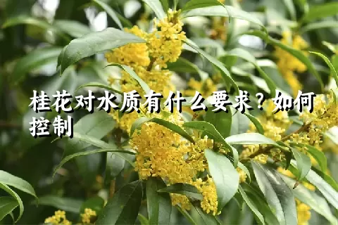 桂花对水质有什么要求？如何控制