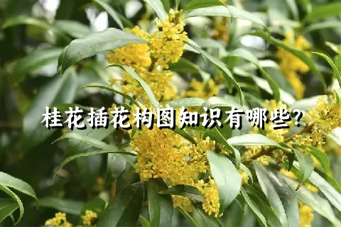 桂花插花构图知识有哪些？