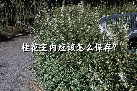 桂花室内应该怎么保存？