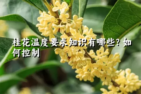 桂花温度要求知识有哪些？如何控制