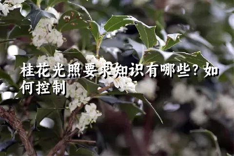 桂花光照要求知识有哪些？如何控制