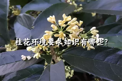 桂花环境要求知识有哪些？