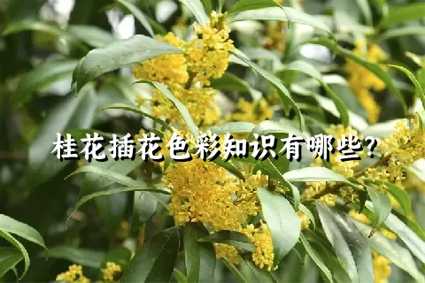 桂花插花色彩知识有哪些？