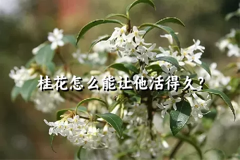 桂花怎么能让他活得久？