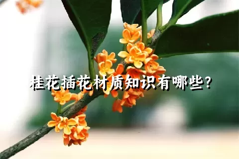 桂花插花材质知识有哪些？