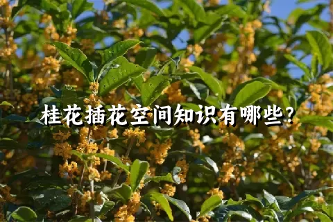 桂花插花空间知识有哪些？