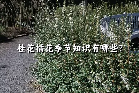 桂花插花季节知识有哪些？