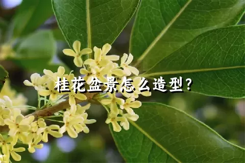 桂花盆景怎么造型？