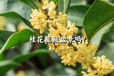 桂花能做盆景吗？