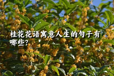 桂花花语寓意人生的句子有哪些？