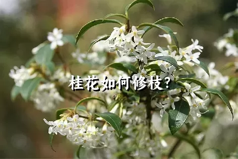 桂花如何修枝？