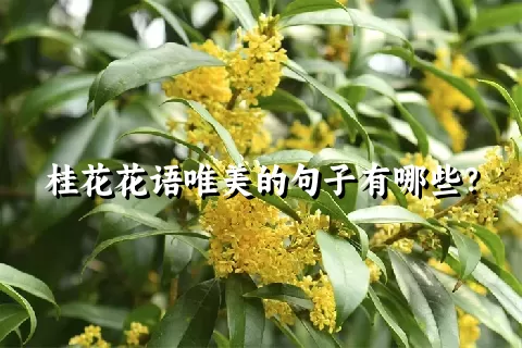 桂花花语唯美的句子有哪些？