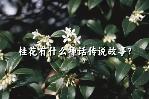 桂花有什么神话传说故事？