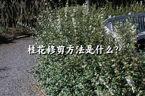 桂花修剪方法是什么？