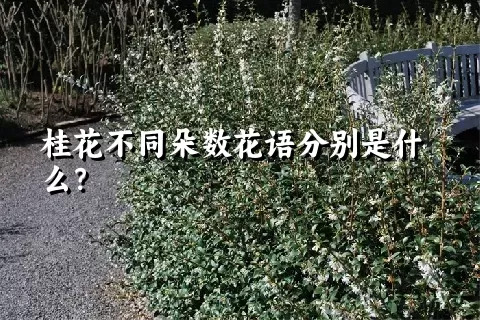 桂花不同朵数花语分别是什么？