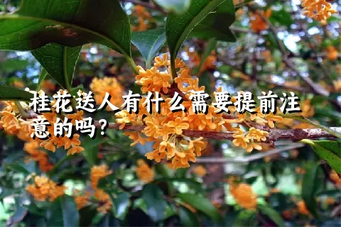 桂花送人有什么需要提前注意的吗？