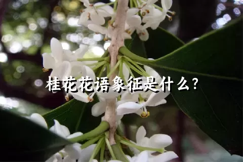 桂花花语象征是什么？