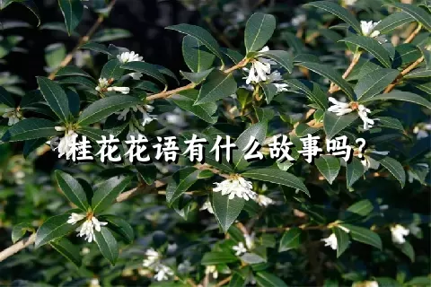 桂花花语有什么故事吗？