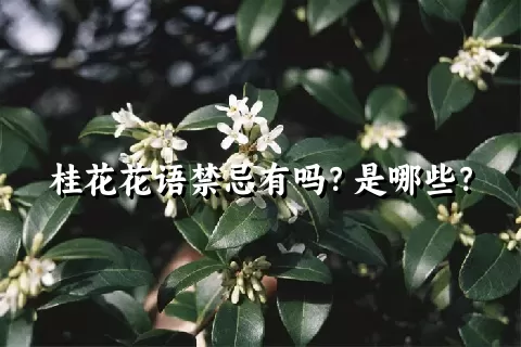 桂花花语禁忌有吗？是哪些？