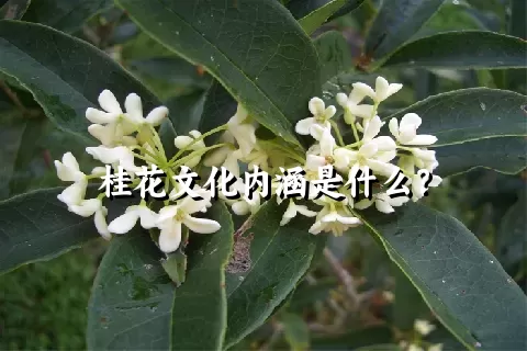 桂花文化内涵是什么？