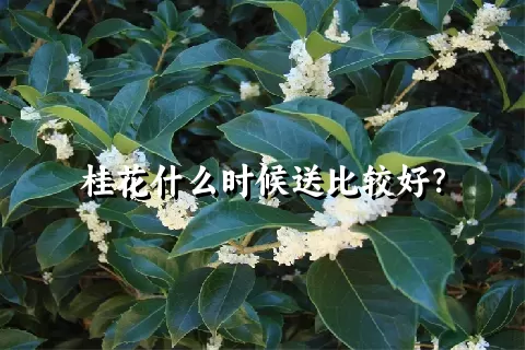 桂花什么时候送比较好？