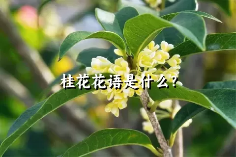 桂花花语是什么？