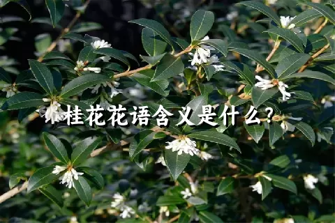 桂花花语含义是什么？