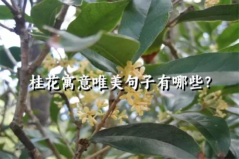 桂花寓意唯美句子有哪些？