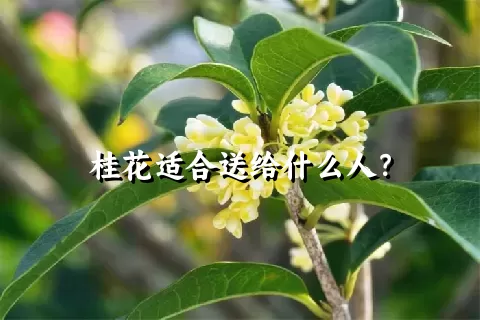 桂花适合送给什么人？