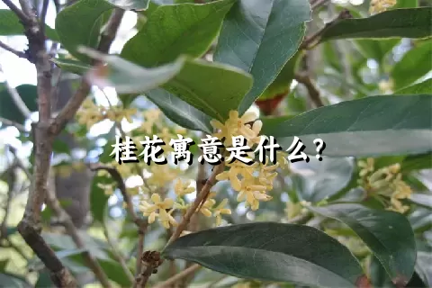 桂花寓意是什么？