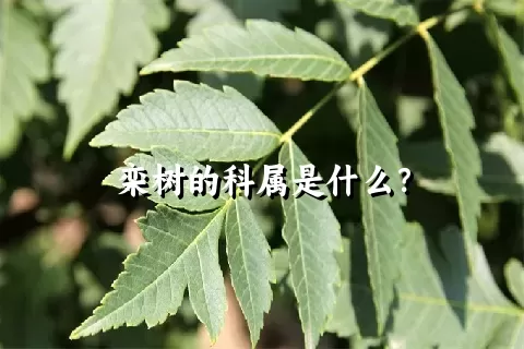 栾树的科属是什么？