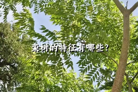 栾树的特征有哪些？