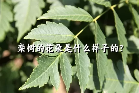 栾树的花朵是什么样子的？